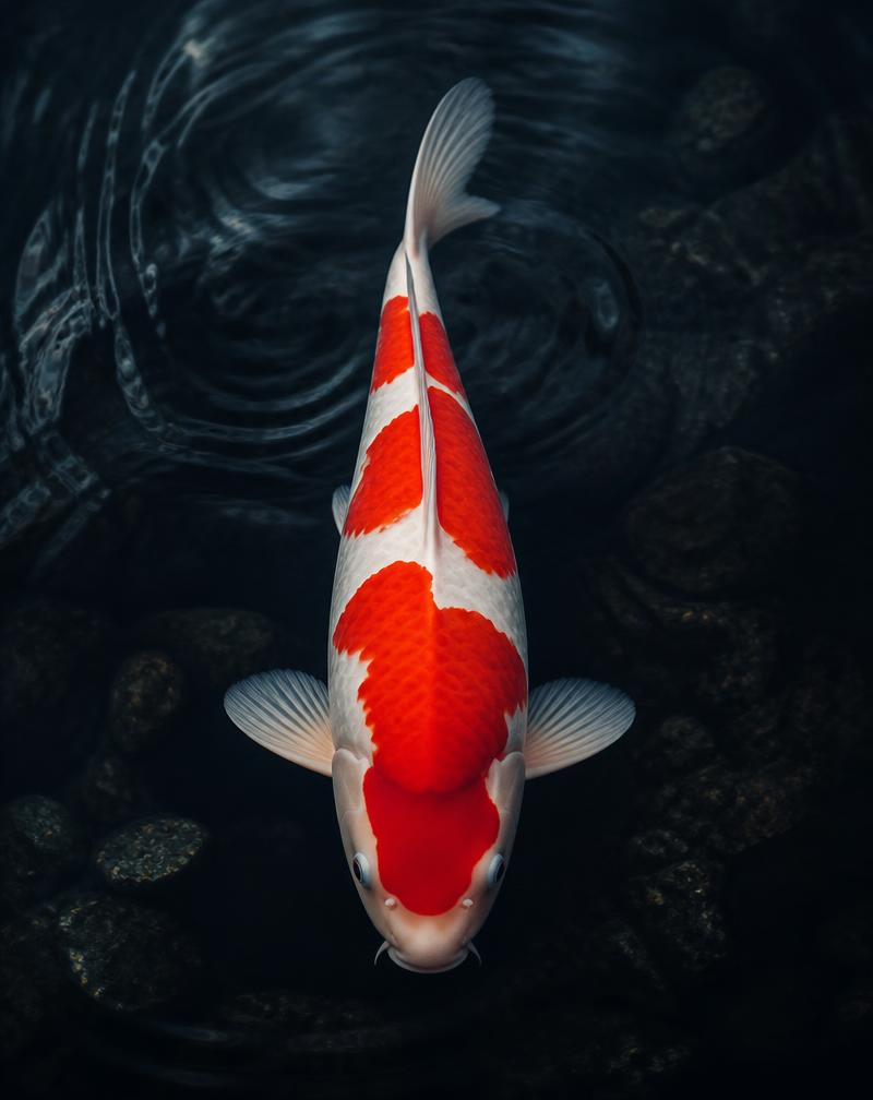 A Kohaku koi swimming in dark water